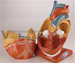    Giant Heart with Pericardium and Diaphragm Anatomy Model